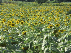 屋外, 草, 植物, 花 が含まれている画像
非常に高い精度で生成された説明