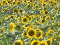 花, 植物, ヒマワリ が含まれている画像
非常に高い精度で生成された説明