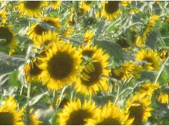 花, 植物, ヒマワリ が含まれている画像
非常に高い精度で生成された説明