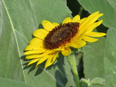 植物, 花, ヒマワリ が含まれている画像
非常に高い精度で生成された説明