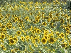 花, 植物, 黄色, キリン が含まれている画像
高い精度で生成された説明