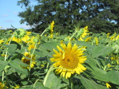 植物, 花, 黄色, 木 が含まれている画像
非常に高い精度で生成された説明