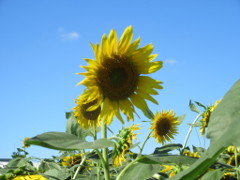 空, 植物, ヒマワリ, 花 が含まれている画像
非常に高い精度で生成された説明