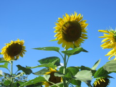 植物, 花, ヒマワリ, 空 が含まれている画像
非常に高い精度で生成された説明