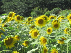 木, 花, 植物, 黄色 が含まれている画像
非常に高い精度で生成された説明