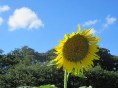 空, 木, 屋外, 植物 が含まれている画像
非常に高い精度で生成された説明