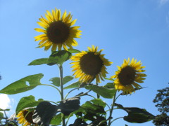 植物, 空, ヒマワリ, 花 が含まれている画像
非常に高い精度で生成された説明