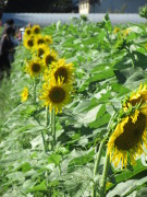 植物, 花 が含まれている画像
非常に高い精度で生成された説明