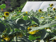 木, 屋外 が含まれている画像
非常に高い精度で生成された説明