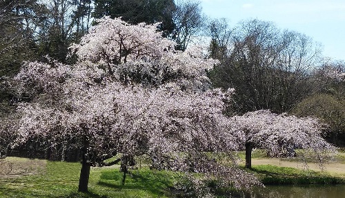 三春のしだれ桜