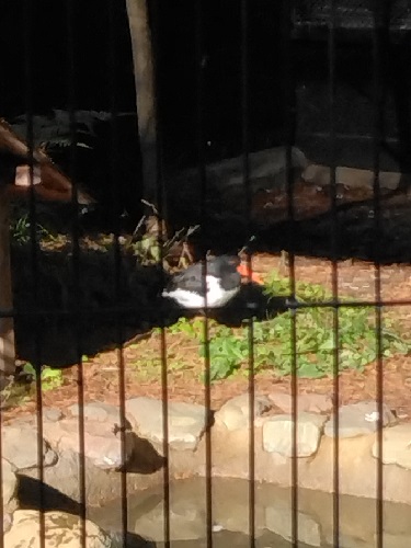 �{�i�����΂��j���Ԃ���