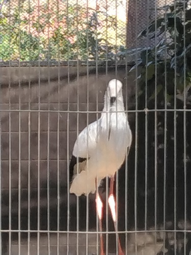 ��ʂ��̓�z���R�E�m�g��