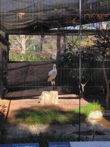 1�H�̃R�E�m�g��