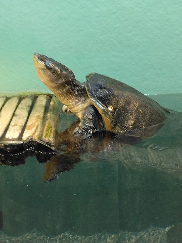 ��ʂ��̃J�~�c�L�K��