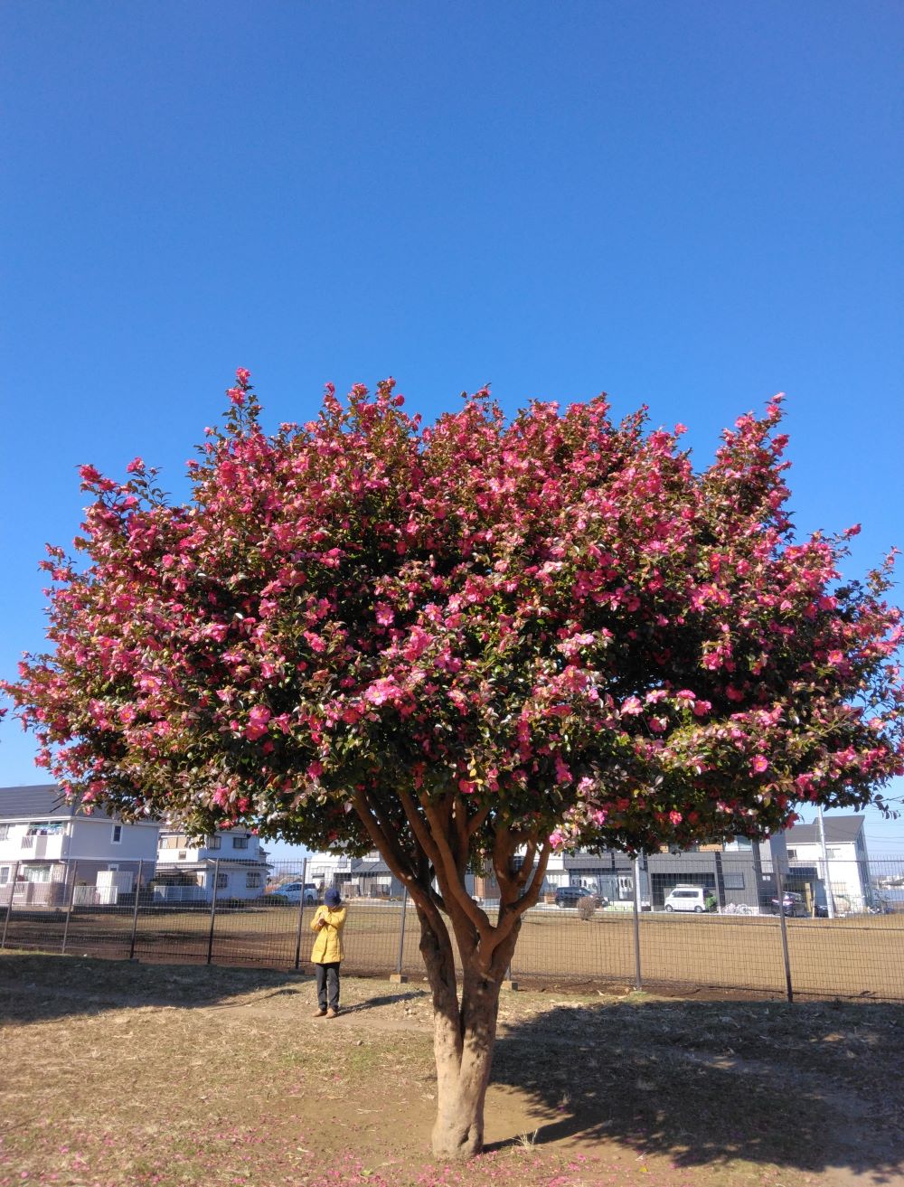 コロポックルの山茶花