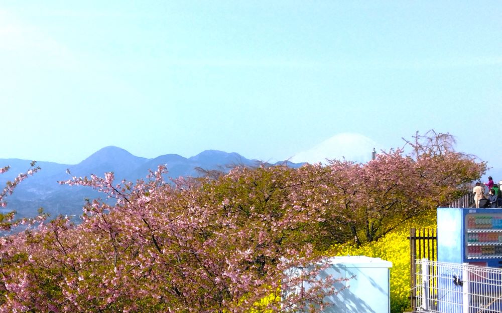 富士山、菜の花、河津桜