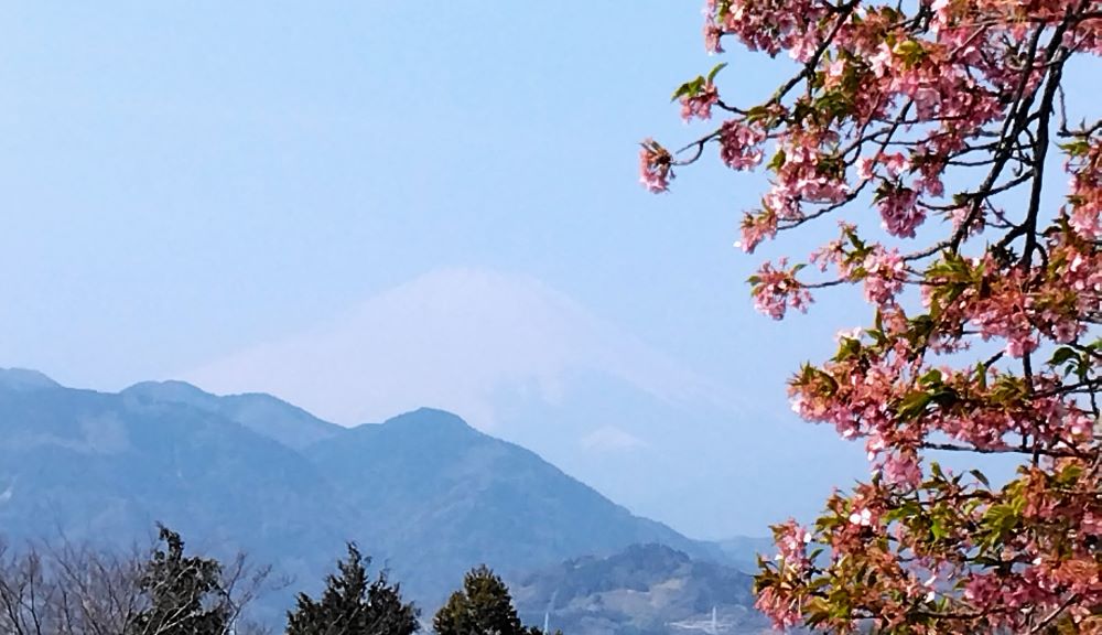 富士山と河津桜