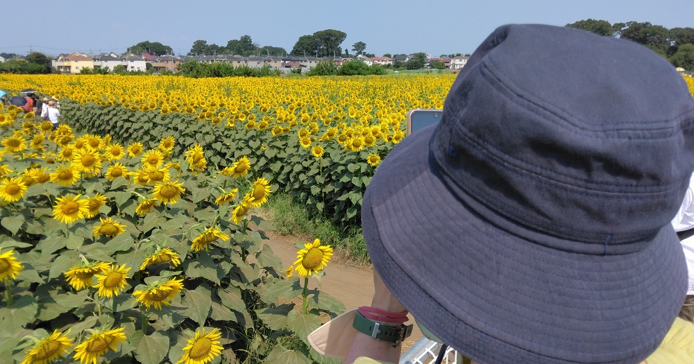 ひまわりフェスティバル01