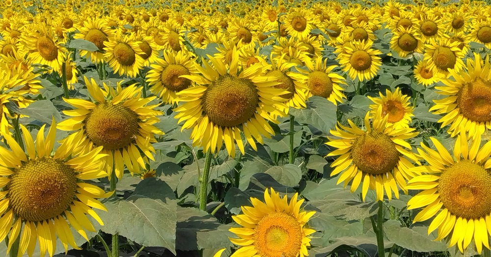 ひまわりフェスティバル02