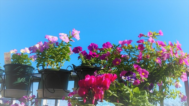 ベランダの花