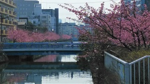 木場_河津桜