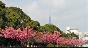 木場_スカイツリー