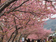 �͒Í����؂̉摜