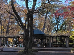 �R���΂���̕x�m�̉摜