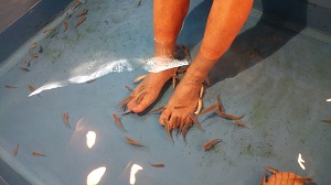 �z�e���ɂ�