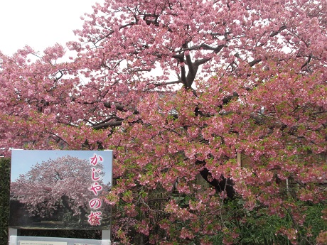 ������̍�