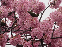 ���]�[�g21�̋��ڎԗ���