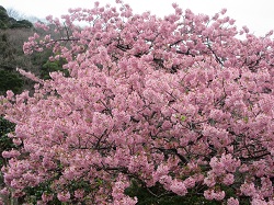 �������̍�