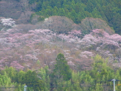 �R�ɉh�����