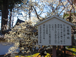 �{���̒�ɍ炭���~