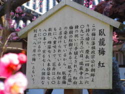 �{����ɍ炭�g�~