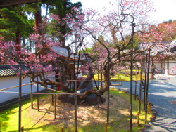 �{����ɍ炭�g�~