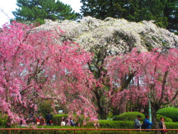 �g���g�̍�