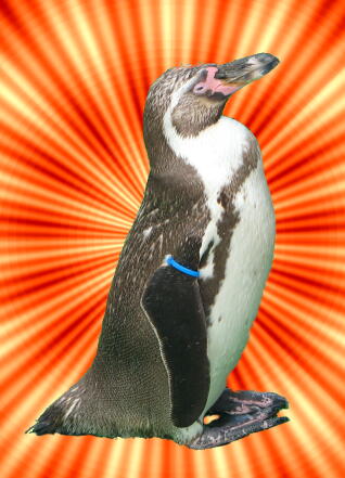 Image_paintgraphic2/penguin.jpg